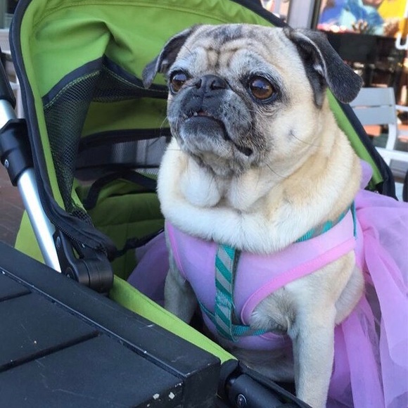 Meet your Posher, Julie - Picture 3 of 5